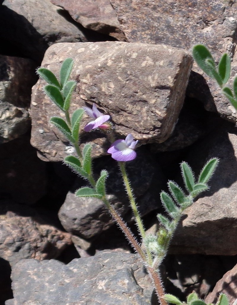 Astragalus triflorus photo 2