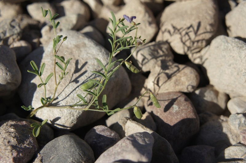 Astragalus triflorus photo 3