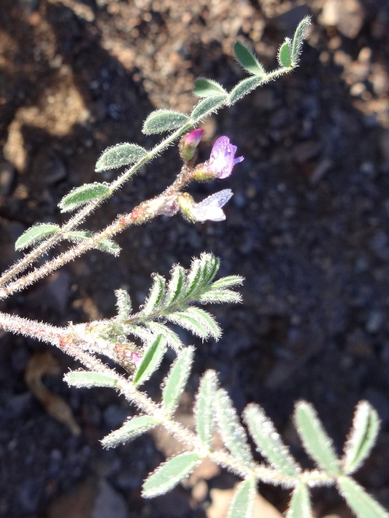 Astragalus triflorus photo 4