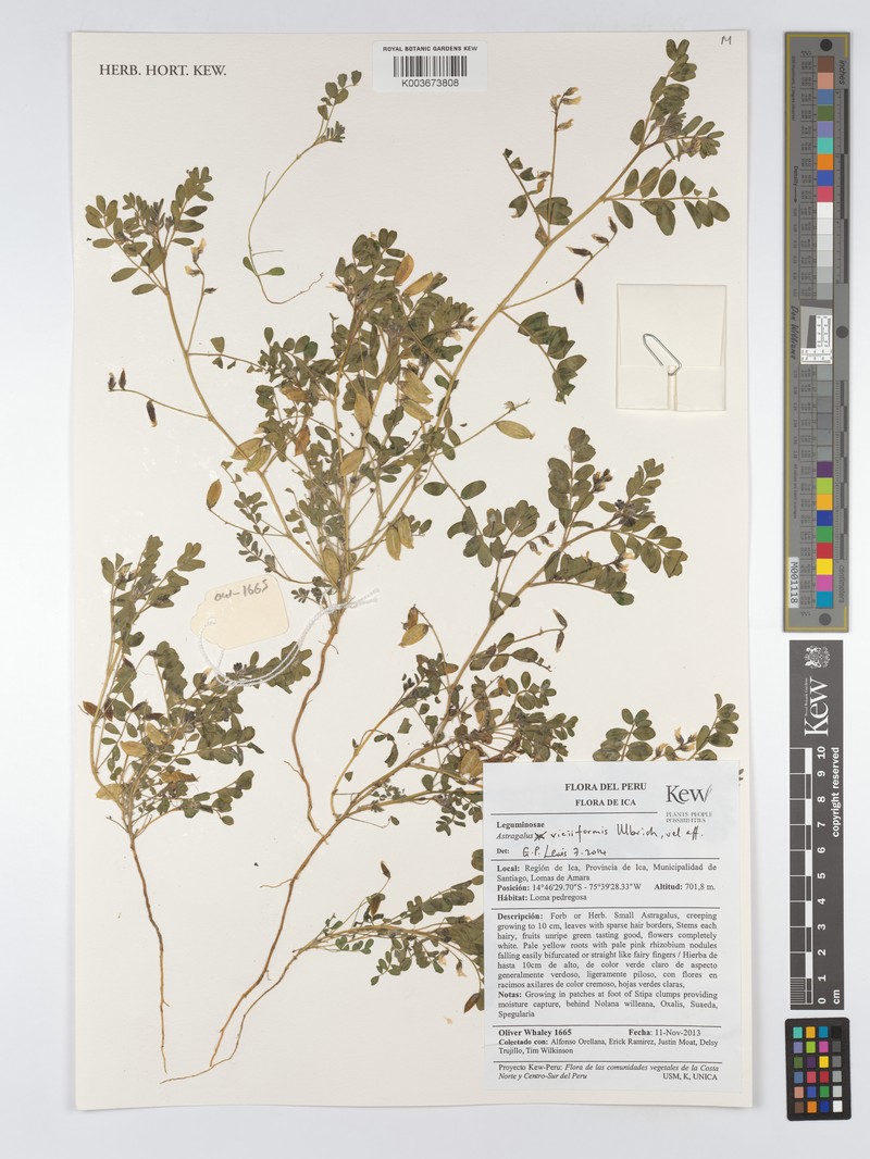 Astragalus triflorus photo 6