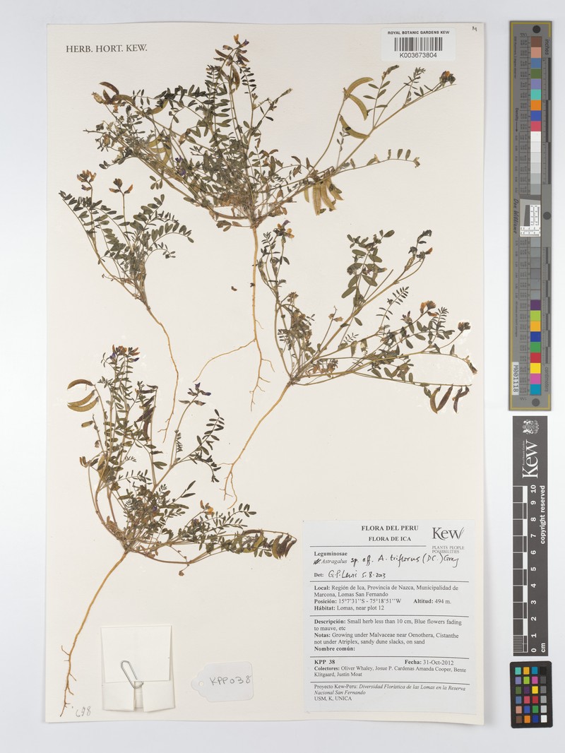 Astragalus triflorus photo 7