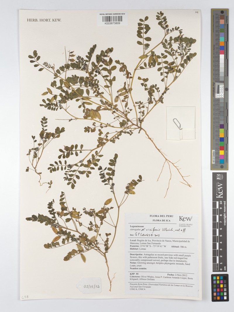 Astragalus triflorus photo 8