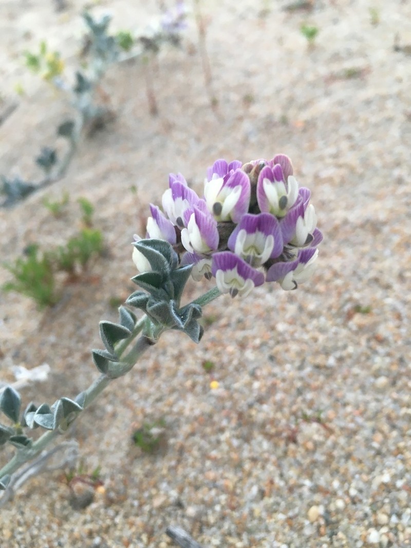 Astragalus trifoliatus