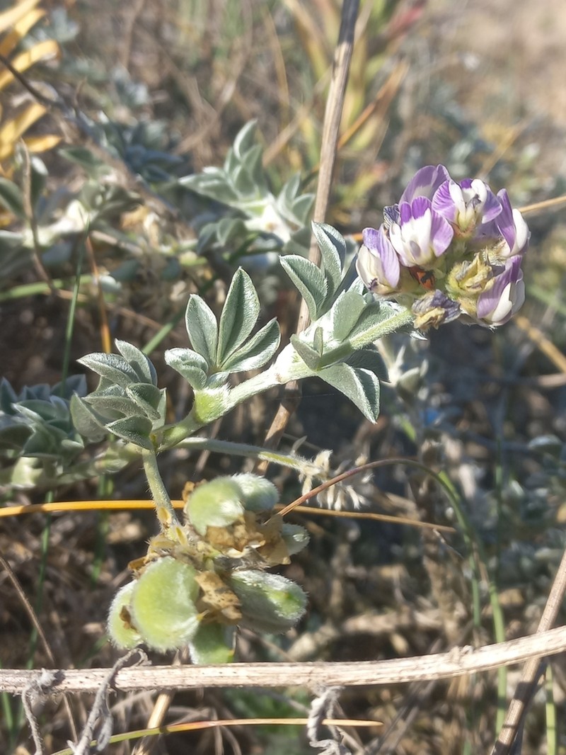 Astragalus trifoliatus photo 2