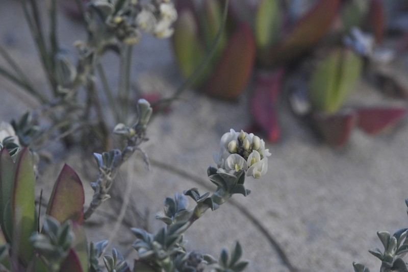 Astragalus trifoliatus photo 3