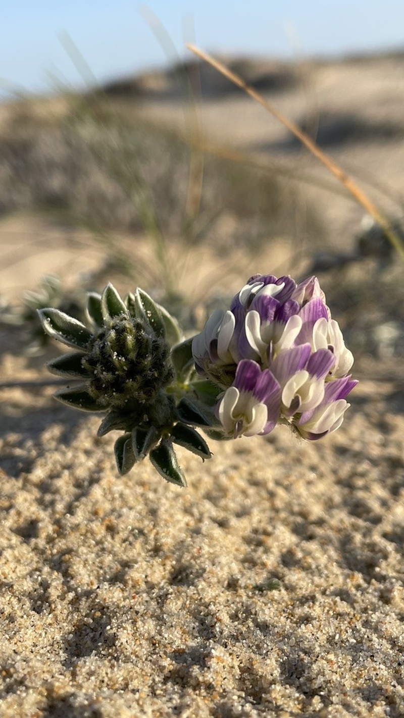 Astragalus trifoliatus photo 4
