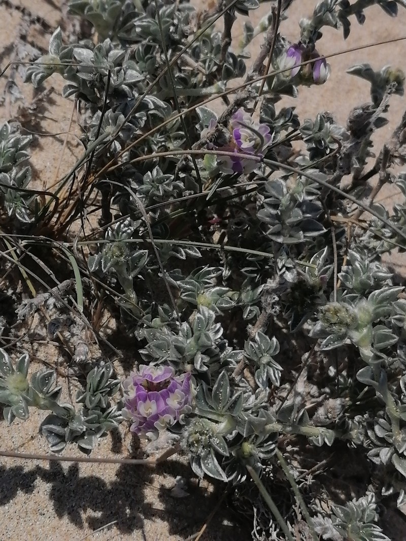Astragalus trifoliatus photo 5