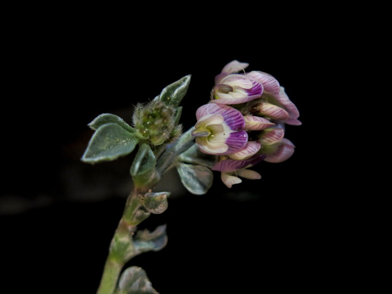 Astragalus trifoliatus photo 6