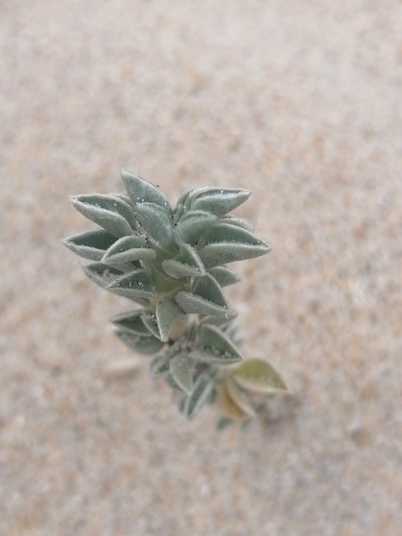 Astragalus trifoliatus photo 7