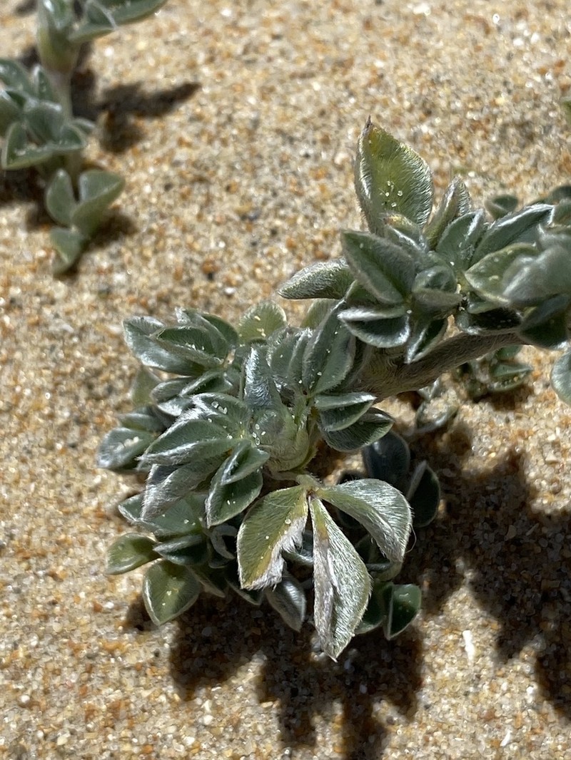 Astragalus trifoliatus photo 8