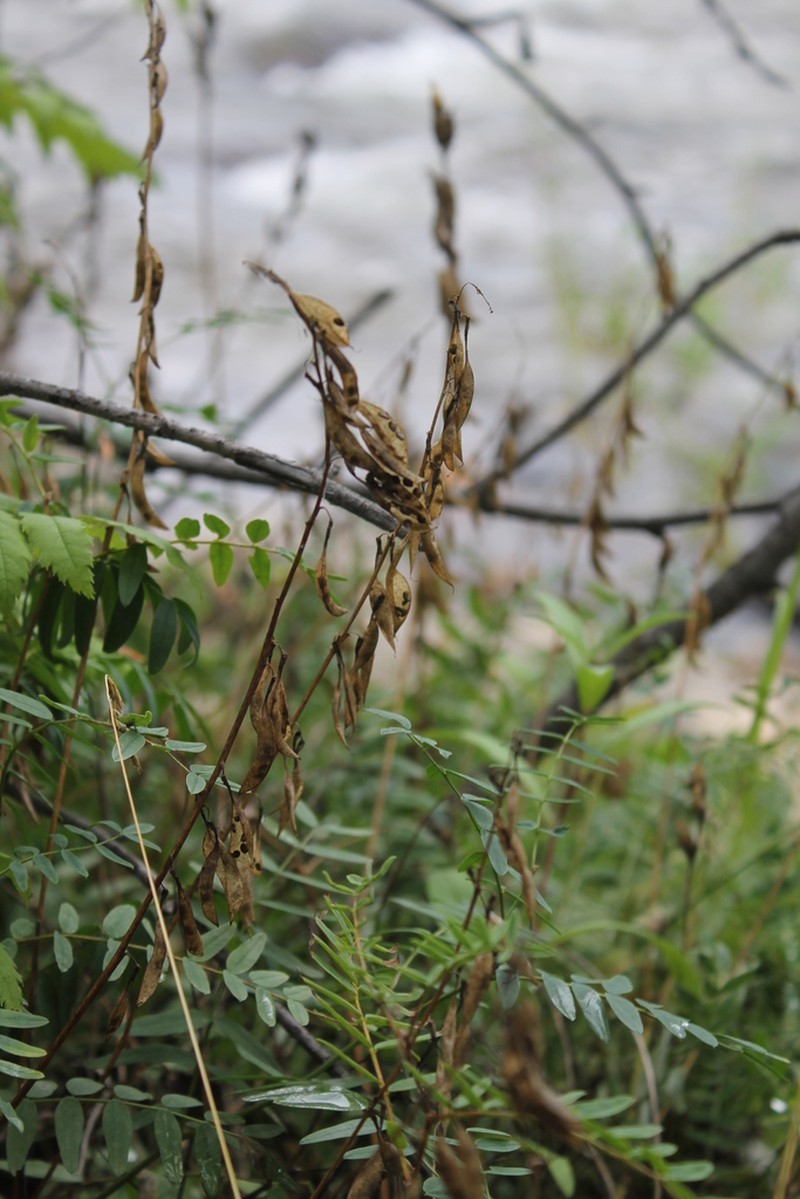Astragalus trigonocarpus