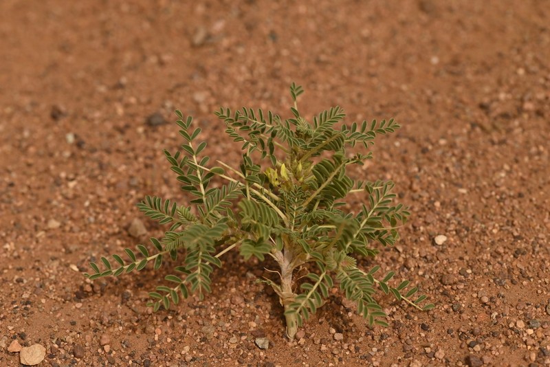 Astragalus trigonus