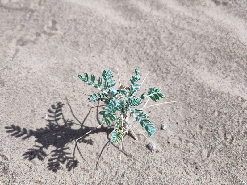 Astragalus trigonus photo 2