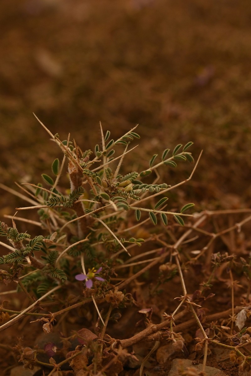 Astragalus trigonus photo 3