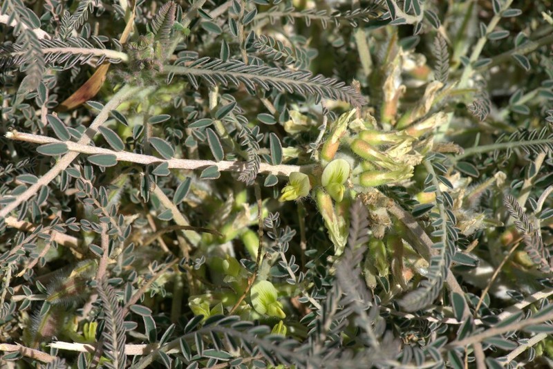 Astragalus trigonus photo 4