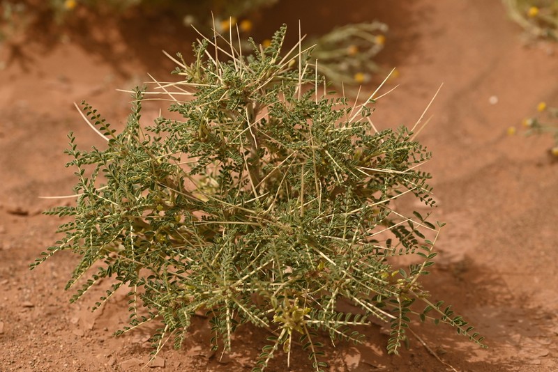 Astragalus trigonus photo 5