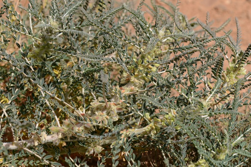 Astragalus trigonus photo 6