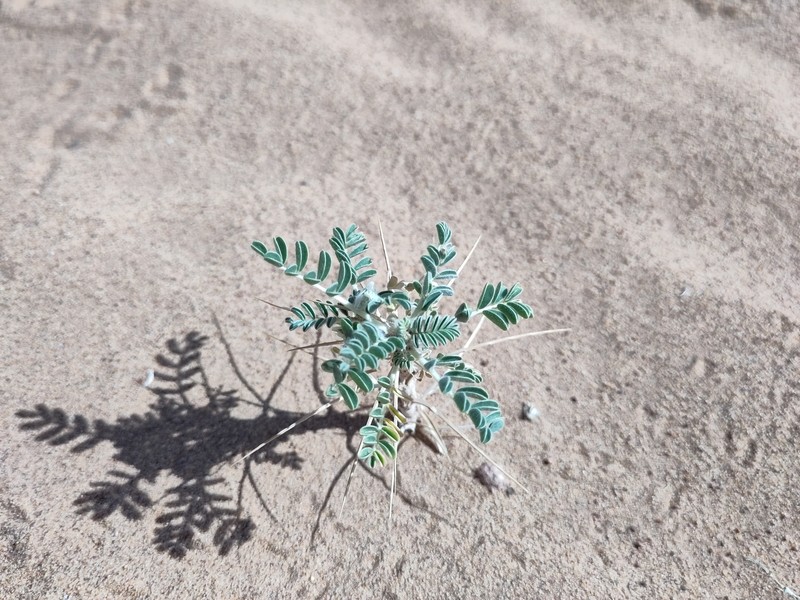 Astragalus trigonus photo 7