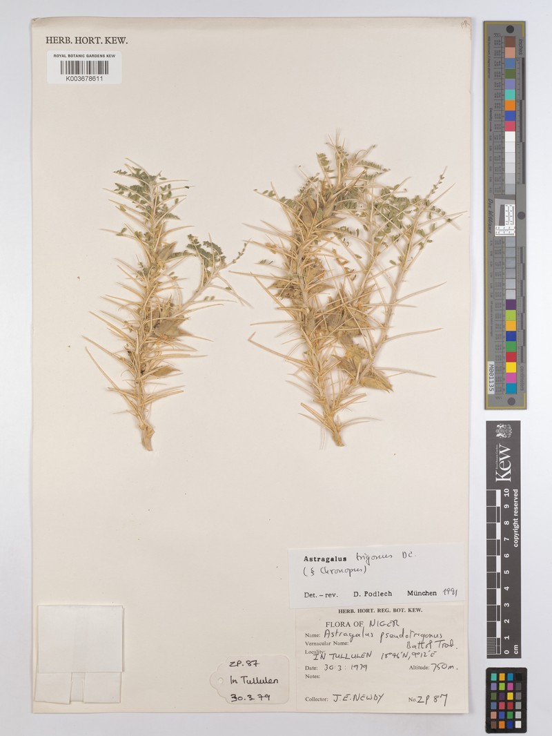 Astragalus trigonus photo 8