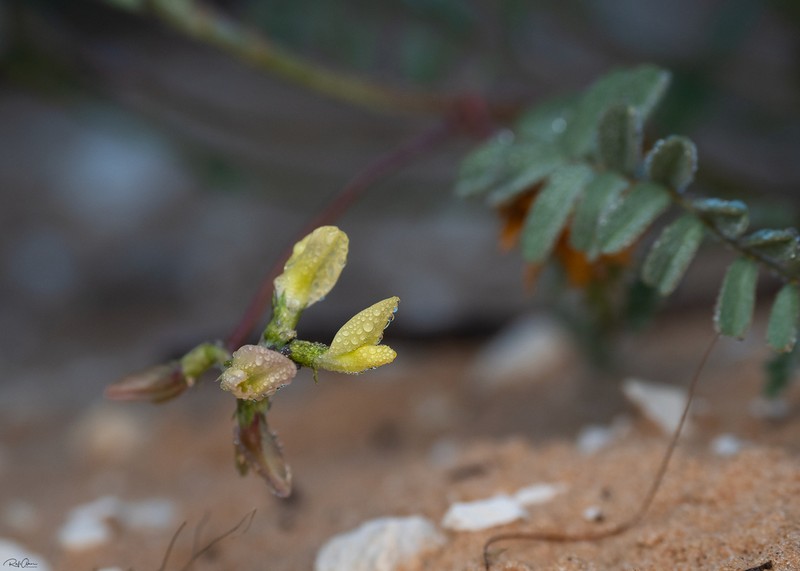Astragalus trimestris