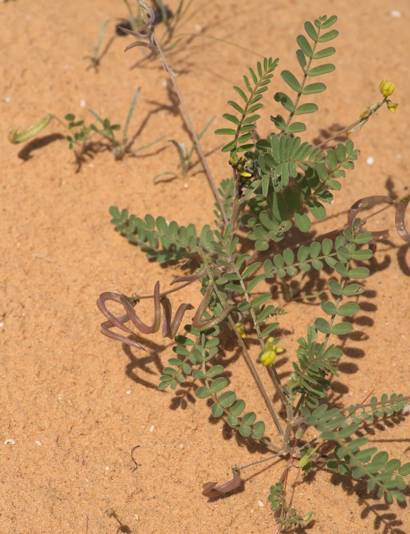 Astragalus trimestris photo 2
