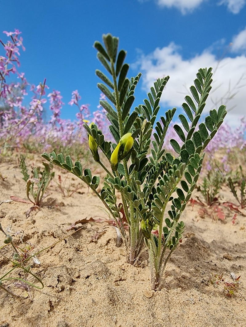 Astragalus trimestris photo 3