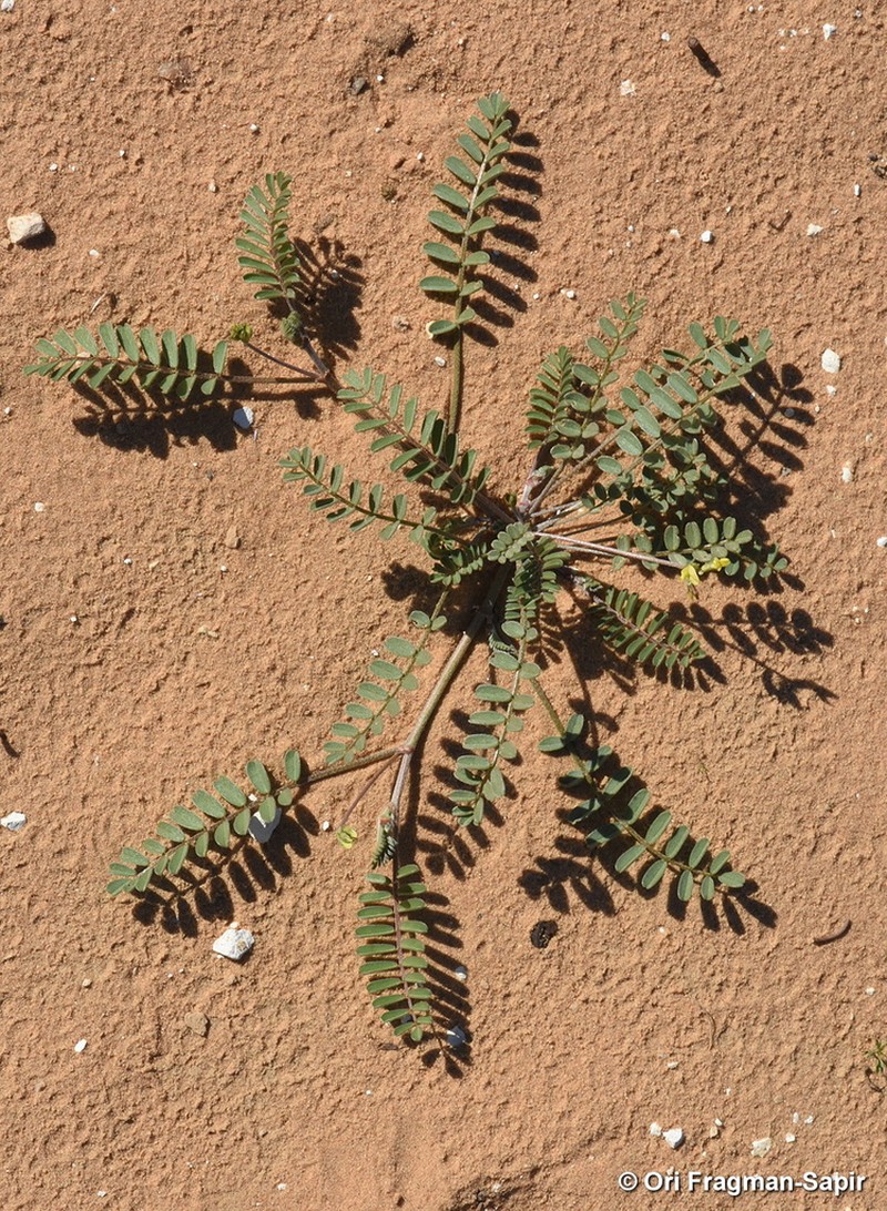 Astragalus trimestris photo 4
