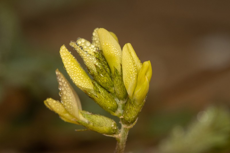 Astragalus trimestris photo 5