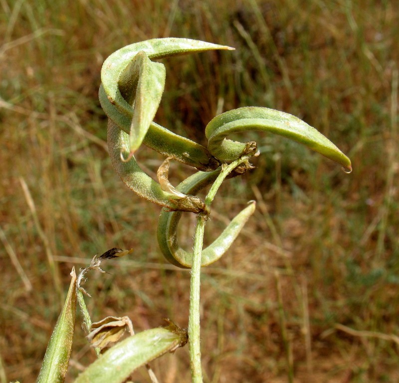 Astragalus trimestris photo 6