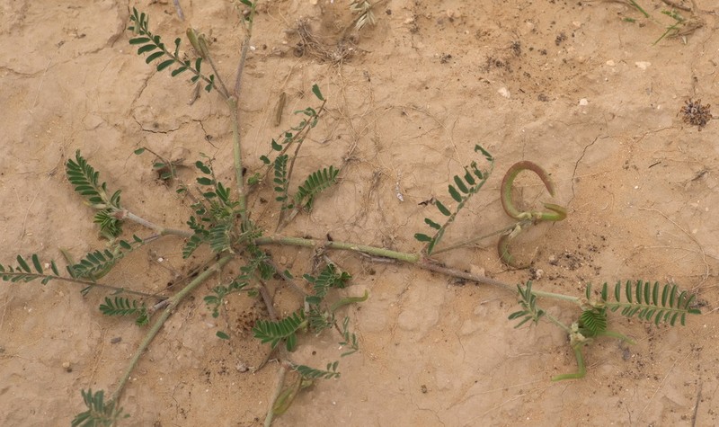 Astragalus trimestris photo 7