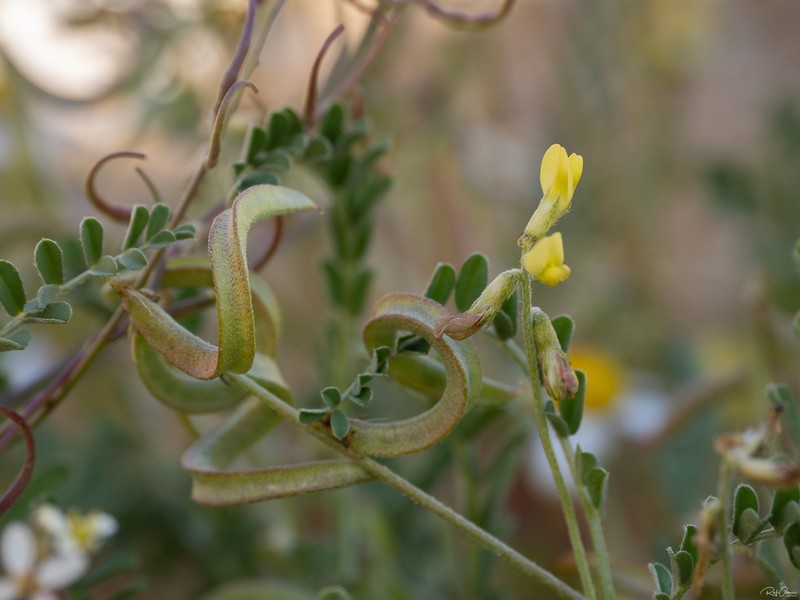 Astragalus trimestris photo 8