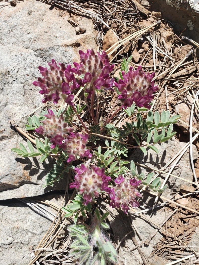 Creeping Milkvetch