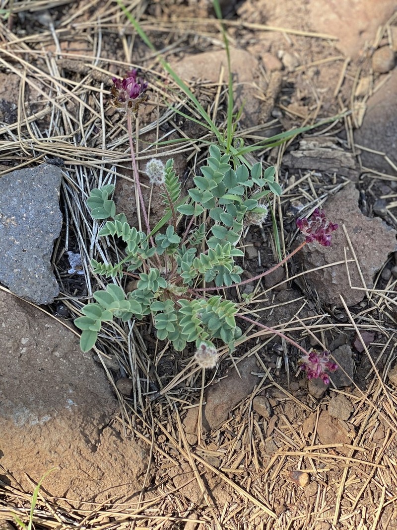 Creeping Milkvetch photo 2