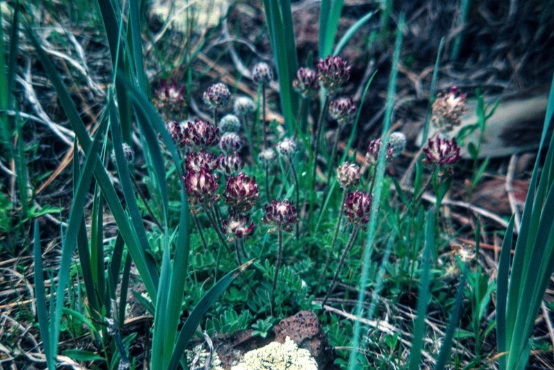 Creeping Milkvetch photo 3
