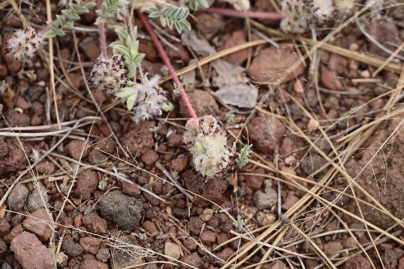 Creeping Milkvetch photo 4