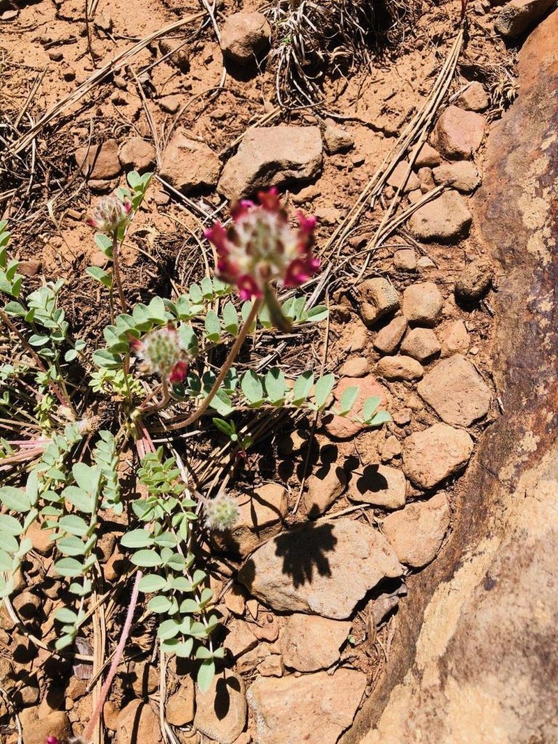 Creeping Milkvetch photo 5