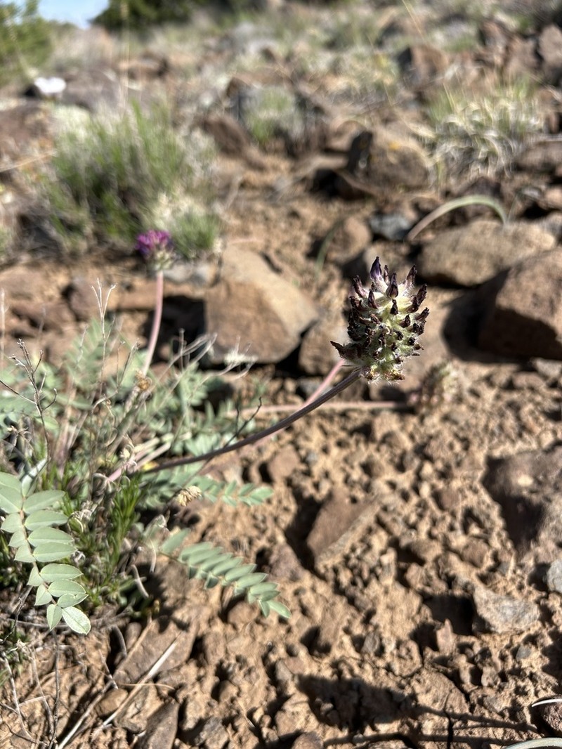 Creeping Milkvetch photo 6