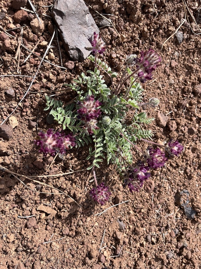Creeping Milkvetch photo 7
