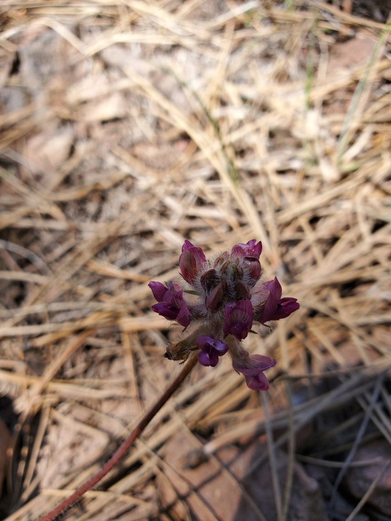 Creeping Milkvetch photo 8