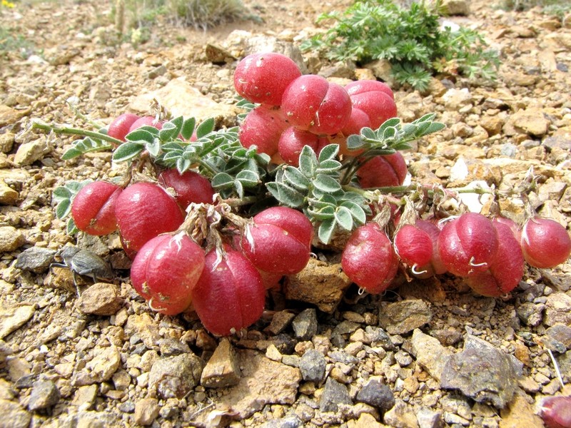 Astragalus tschujensis