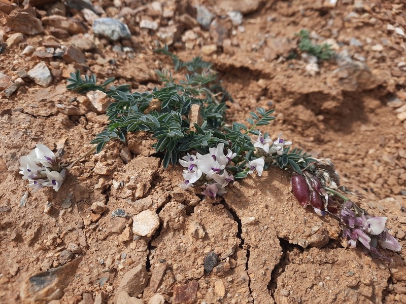 Astragalus tschujensis photo 2