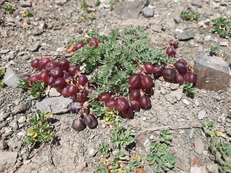 Astragalus tschujensis photo 3