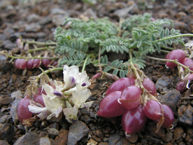 Astragalus tschujensis photo 4