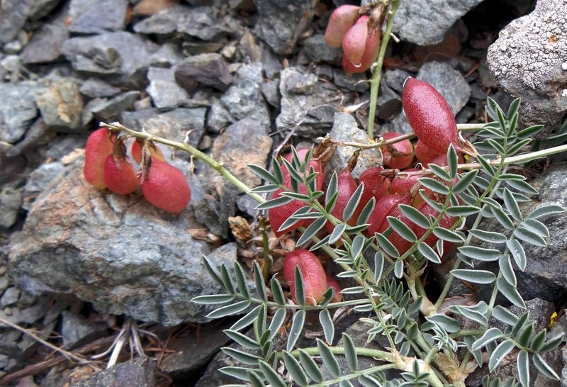 Astragalus tschujensis photo 5