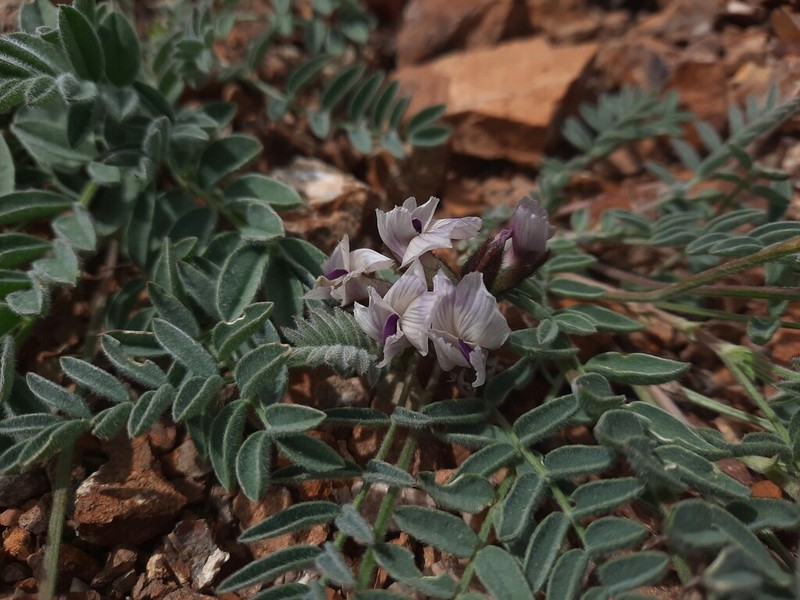 Astragalus tschujensis photo 6
