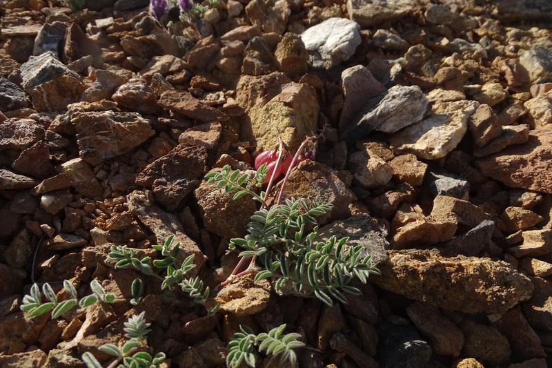 Astragalus tschujensis photo 7