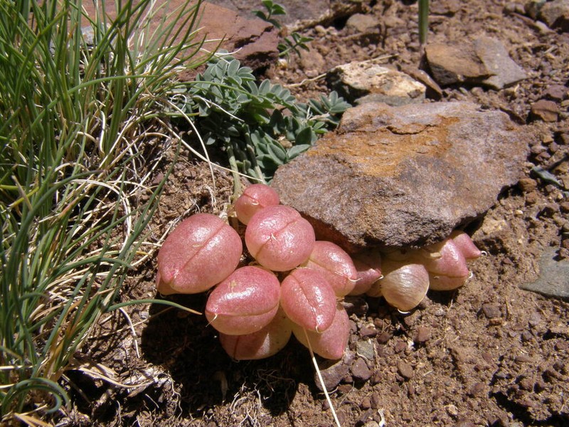 Astragalus tschujensis photo 8