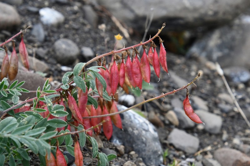 Astragalus tugarinovii