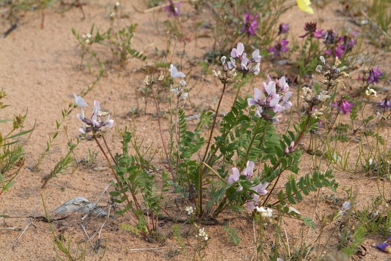 Astragalus tugarinovii photo 2
