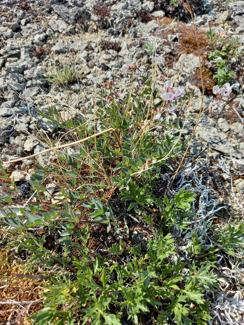 Astragalus tugarinovii photo 3
